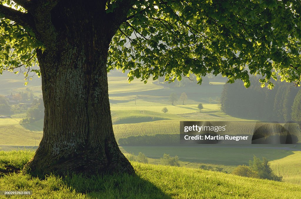 Lime tree (Tilia sp.) in field