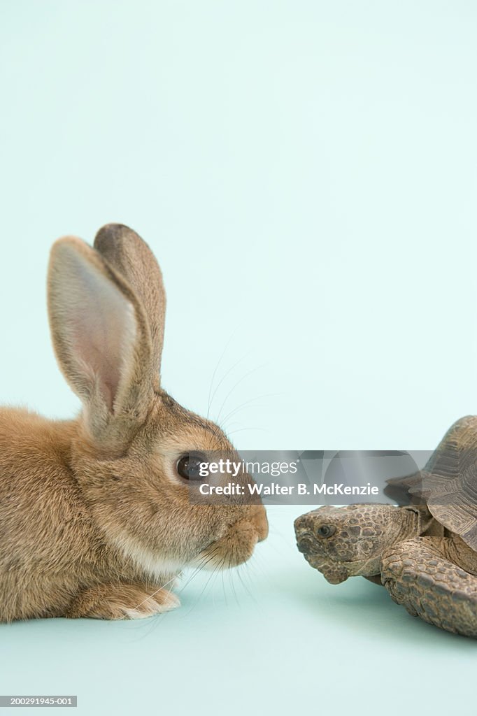 Tortoise and Hare, face to face