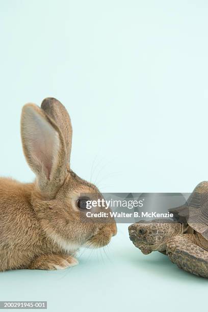 tortoise and hare, face to face - hare stock pictures, royalty-free photos & images