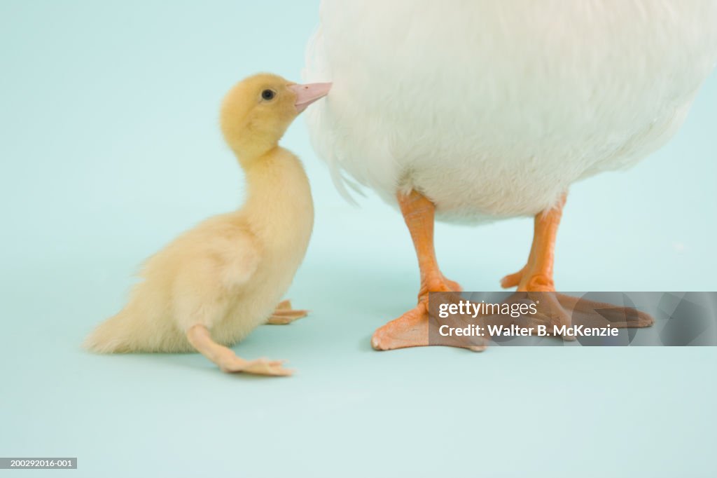 Duckling standing next to mother duck