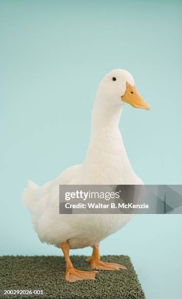 Duck Standing On Carpet High-Res Stock Photo - Getty Images