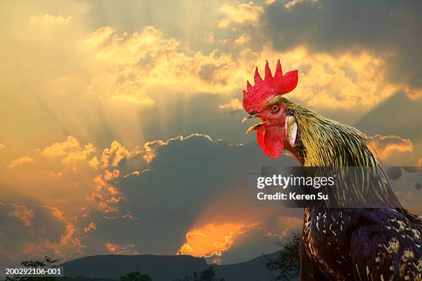 rooster crowing, close-up, side view, sunrise - rooster stock pictures, royalty-free photos & images