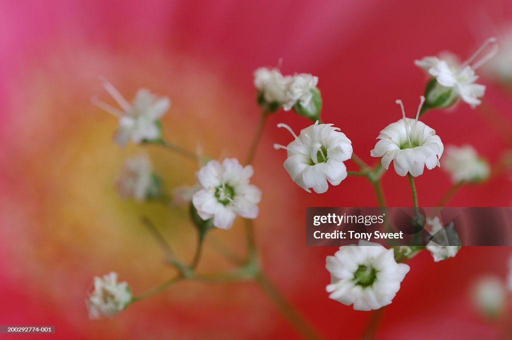 Baby breath flowers (Gypsophila paniculata), close-up