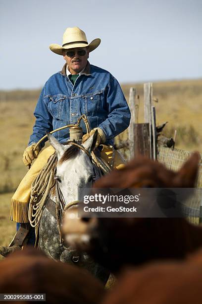 cowboy riding horse, driving cattle - regina saskatchewan foto e immagini stock