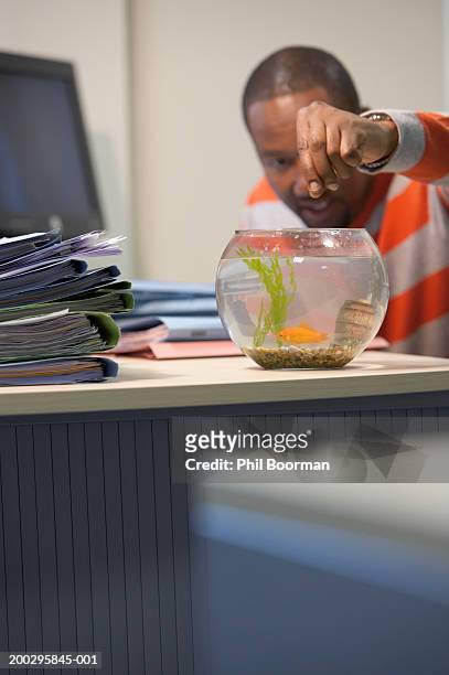 mature man feeding gold fish in bowl on desk - goldfisch stock-fotos und bilder
