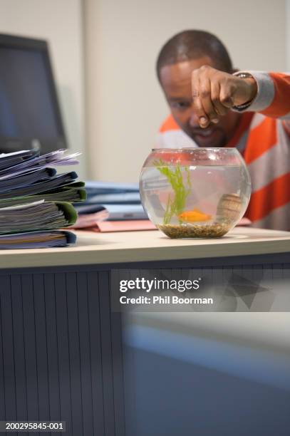 mature man feeding gold fish in bowl on desk - adult eating no face stock pictures, royalty-free photos & images