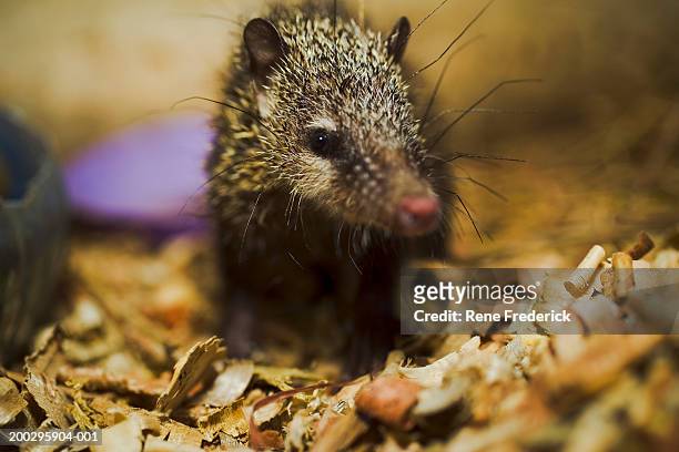 lesser hedgehog tenrec (echinops telfairi) - lesser hedgehog tenrec echinops telfairi stockfoto's en -beelden