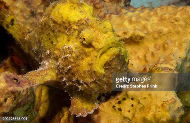 longlure frogfish, (antennarius multiocellatus) lying against spong - yellow frogfish stock pictures, royalty-free photos & images