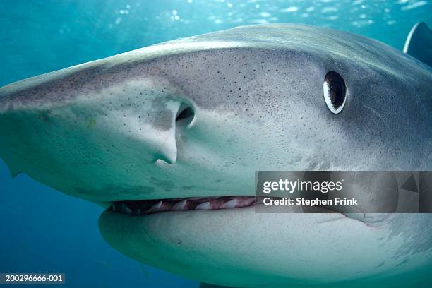 close-up of tiger shark (galeocerdo cuvier) - tiger shark stock-fotos und bilder