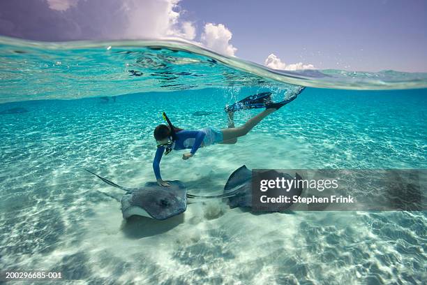 girl (11-13) wearing snorkle gear, touching southern stingray - stingray fotografías e imágenes de stock