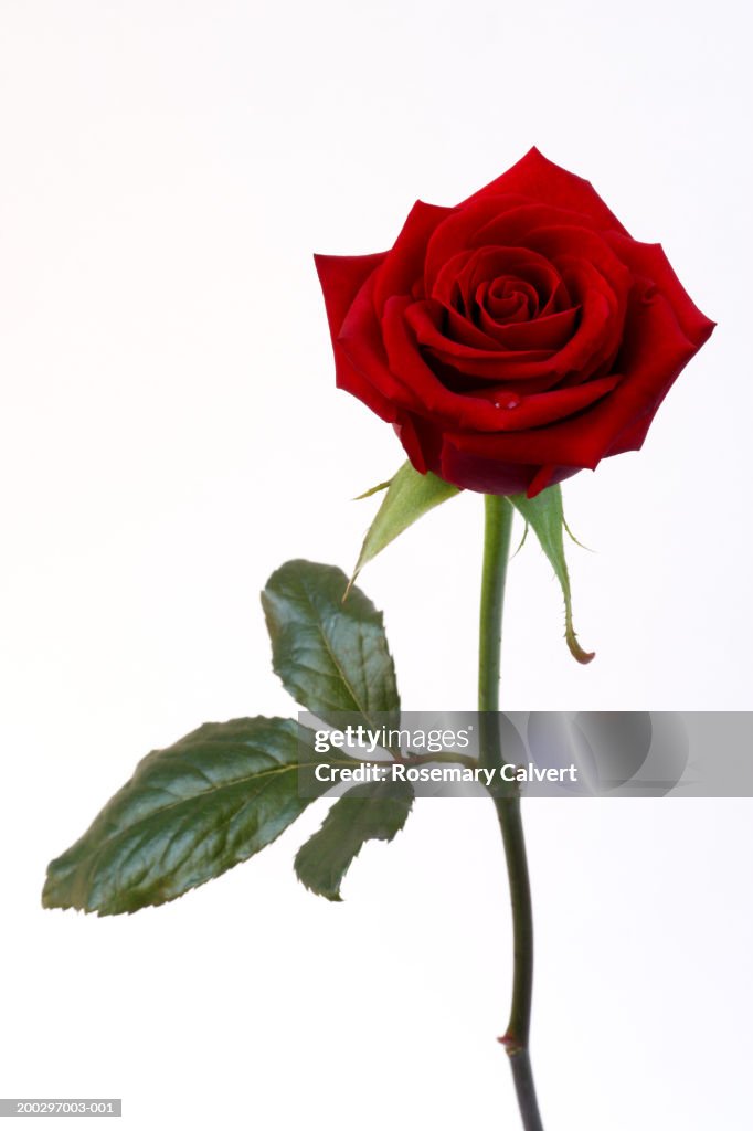 Single red rose (Rosa sp.)