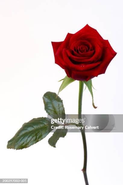 single red rose (rosa sp.) - single rose stock pictures, royalty-free photos & images