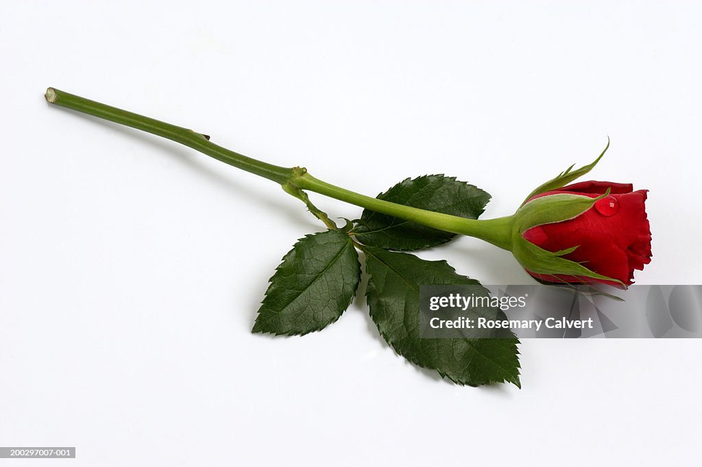 Splayed Single Roses Single Red Rose Desktop Wallpaper
