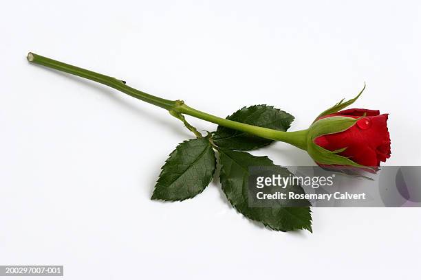 single red rose (rosa sp.) on white background - plant stem stock pictures, royalty-free photos & images