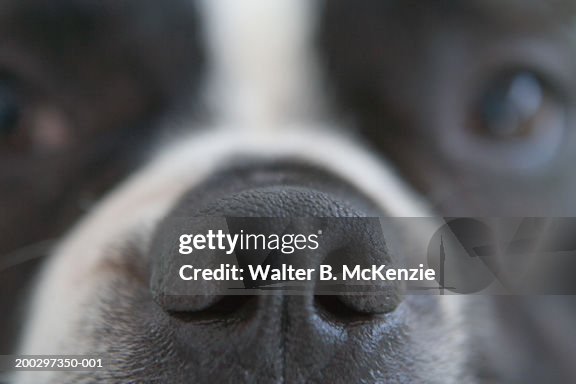 Boston Terrier's nose, close-up