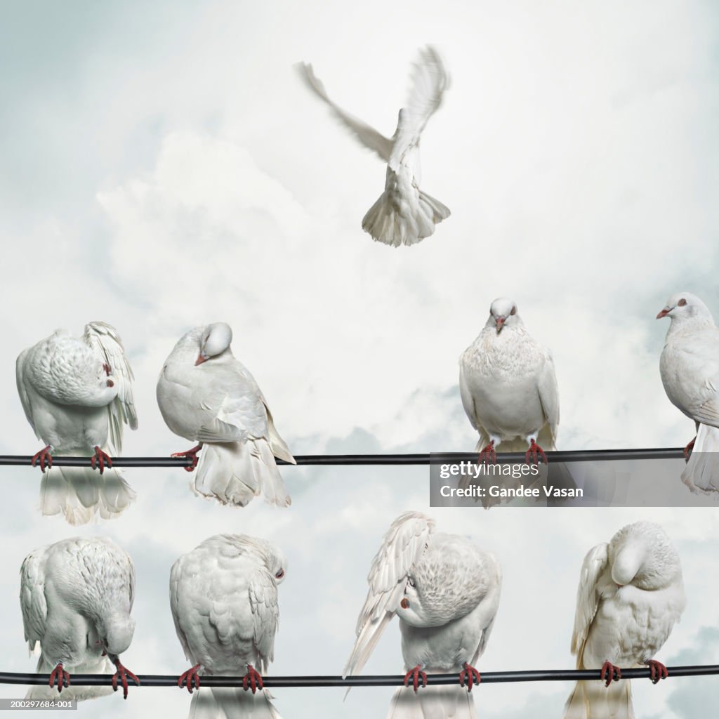 Doves perched on wires, one flying away (Digital Composite)