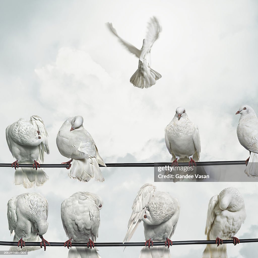 Doves perched on wires, one flying away (Digital Composite)