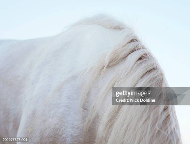white horse with bowed head, close-up - white horse stock pictures, royalty-free photos & images