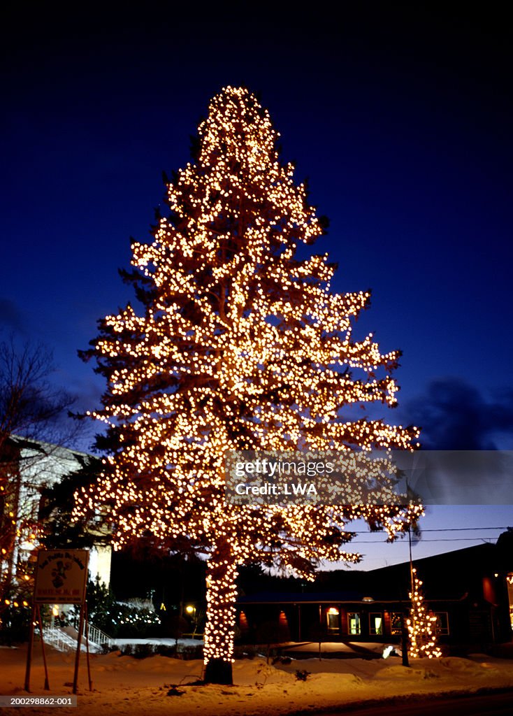 Outdoors christmas tree with lights