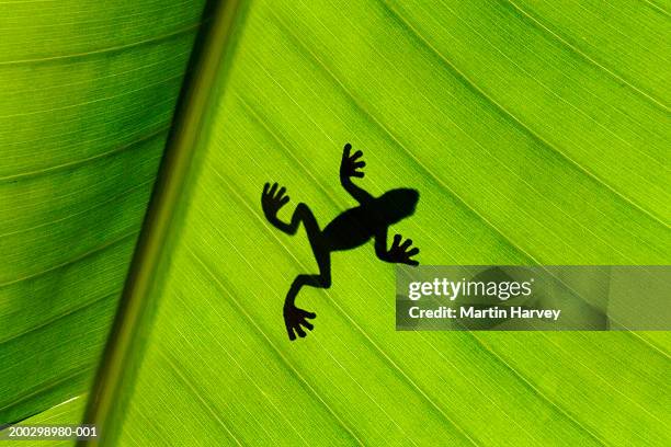 silhouette of frog through banana leaf - frog silhouette stock pictures, royalty-free photos & images