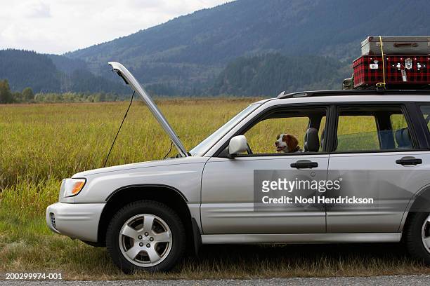 spaniel in sports utility vehicle parked at roadside with bonnet open - landskap stockfoto's en -beelden