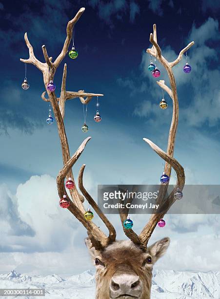 reindeer's antlers decorated with baubles, close-up(digital composite) - reindeer stockfoto's en -beelden
