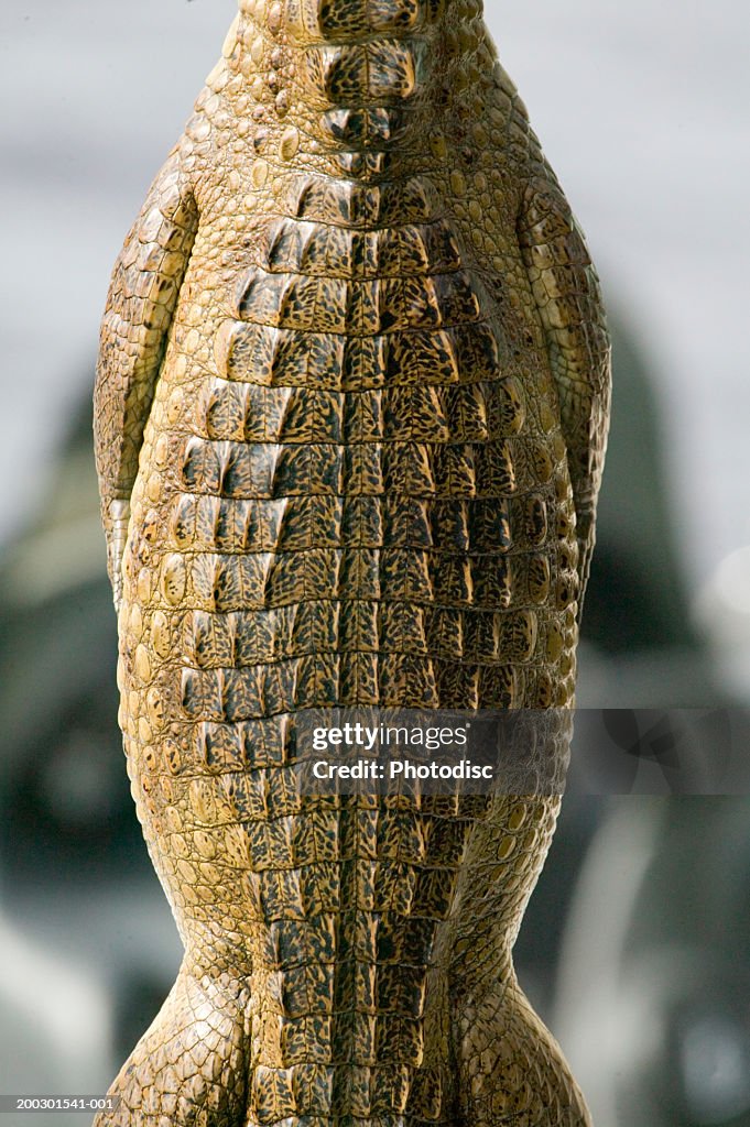 Baby crocodile, mid section, overhead view