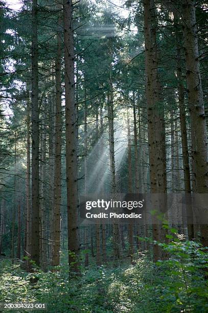 sunrays penetrating trees in forest - doordringen stockfoto's en -beelden