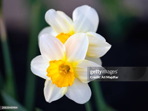 white daffodils - daffodil stock pictures, royalty-free photos & images