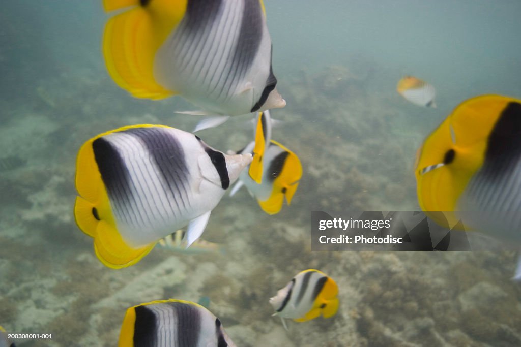 Shoal of striped fish on reef in ocean