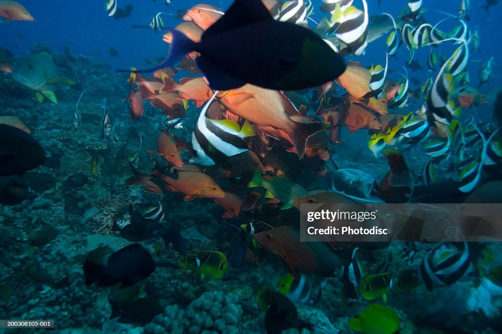 Large group of tropical fish underwater