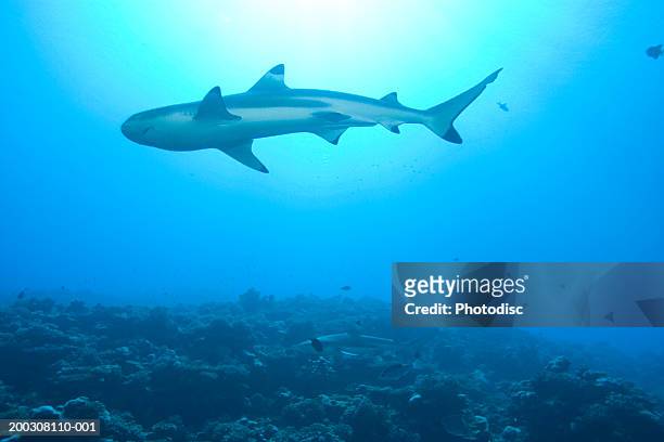 shark in ocean, low angle view - one animal stock pictures, royalty-free photos & images