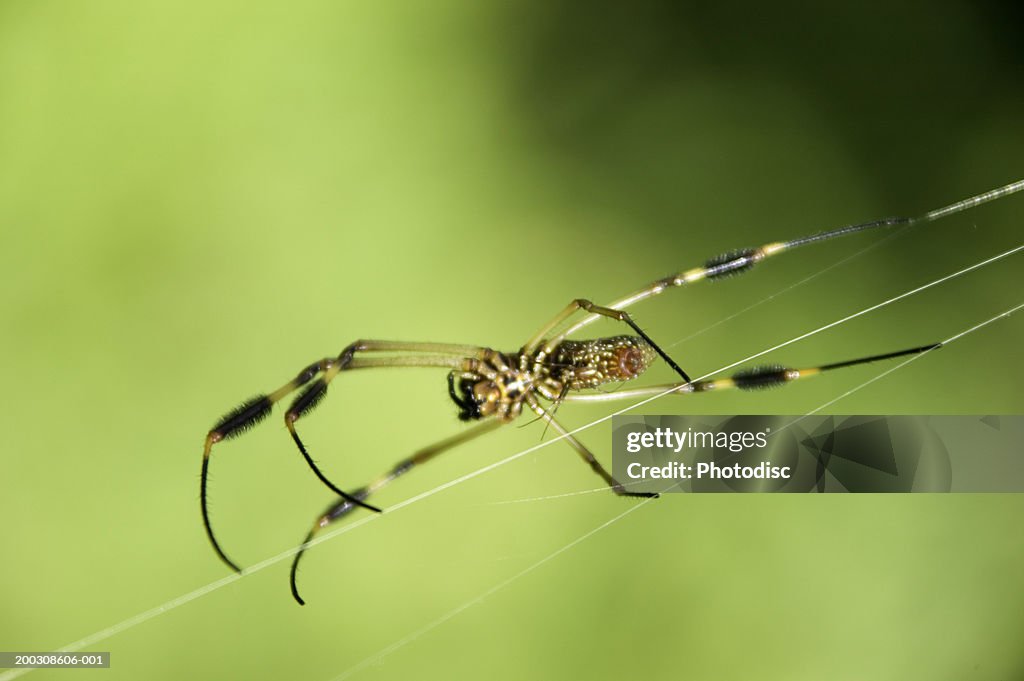 Spider spinning web, close-up