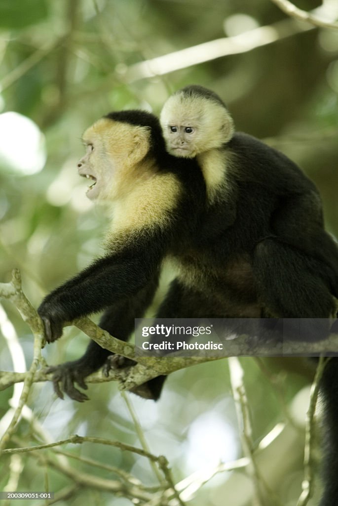 Monkey carrying young on back, standing on branch