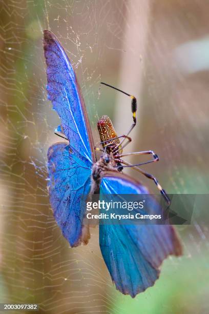 golden silk orb-weaver spider captures a blue morpho butterfly in costa rican rainforest - puerto viejo stock pictures, royalty-free photos & images