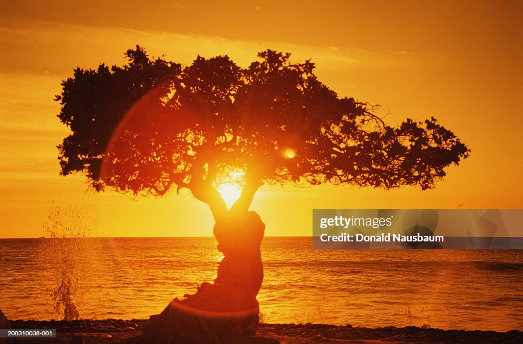 Aruba, divi-divi or watapana tree by sea, sunset