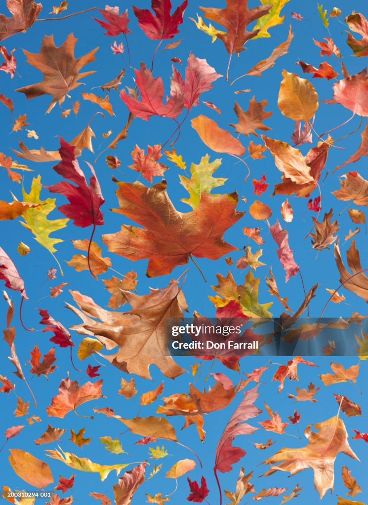 Oak, Maple, Cottonwood and Ash leaves floating on blue background