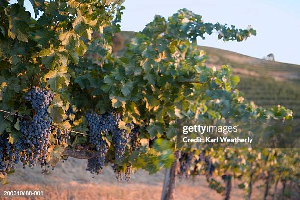 usa, california, paso robles, grape vines in vineyard - paso robles stockfoto's en -beelden