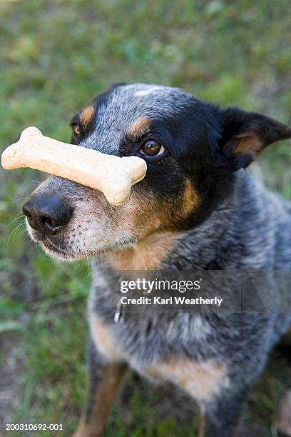 blue heeler dog balancing chew bone on nose - australian cattle dog stockfoto's en -beelden