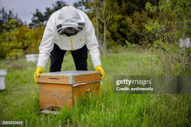 Worker Insects Worker Insect Photos and Premium High Res Pictures - Getty Images