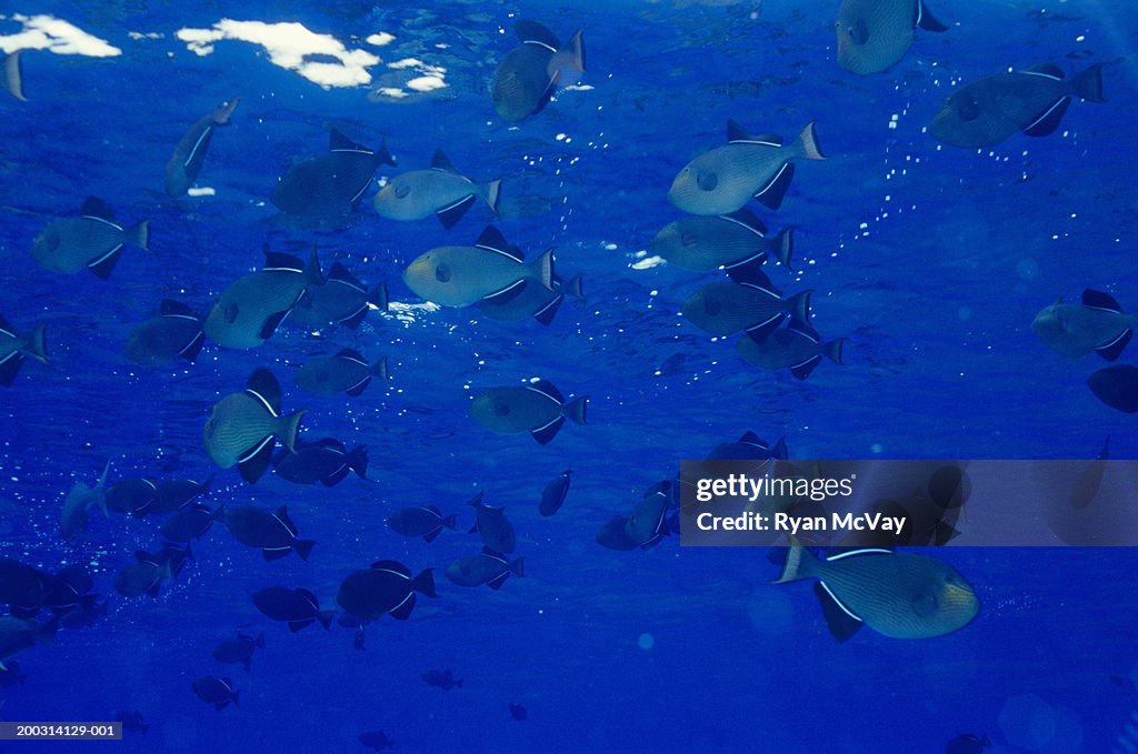 Shoal of parrot fish in ocean, low angle view