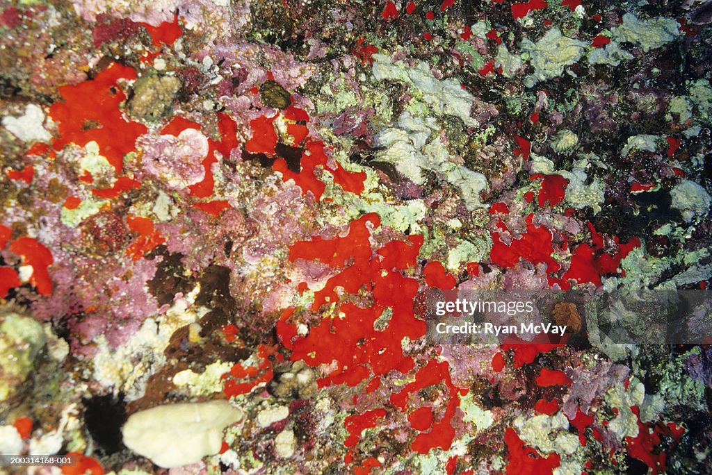 Coral reef, elevated view