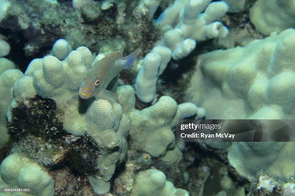 Fish among coral reef in ocean