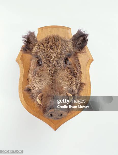 mounted wild boars head, studio shot - hunting trophy stock-fotos und bilder