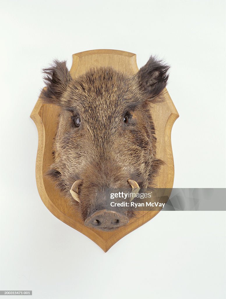 Mounted wild boars head, studio shot