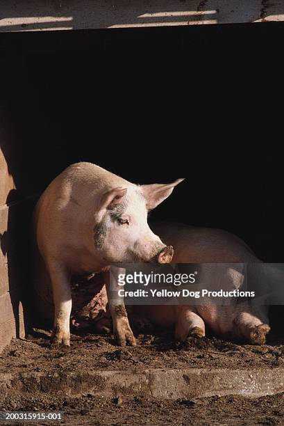 pigs in farm - pig and dog in a farm stockfoto's en -beelden