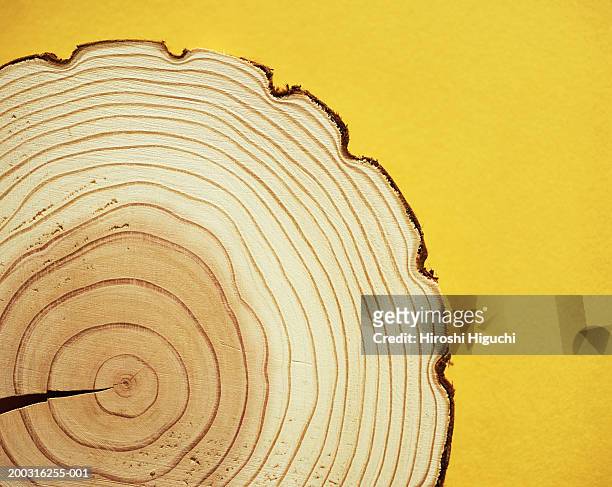 cross section of tree trunk, annual rings - tree ring stock pictures, royalty-free photos & images