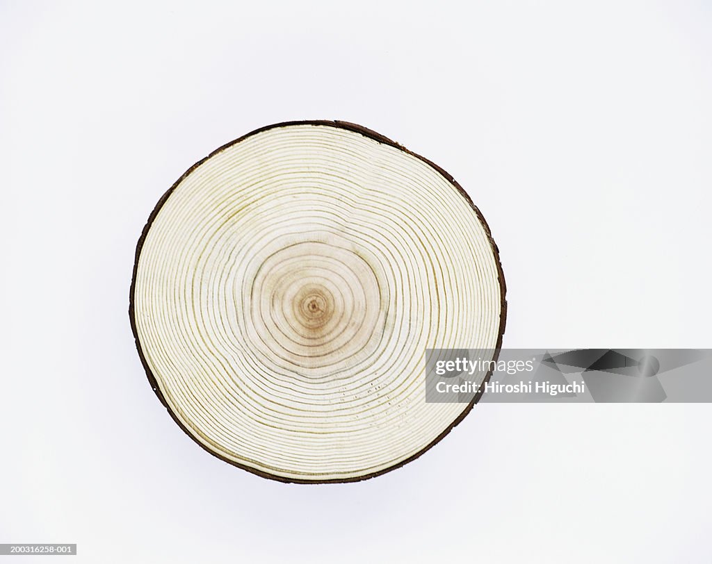 Cross section of tree trunk, annual rings