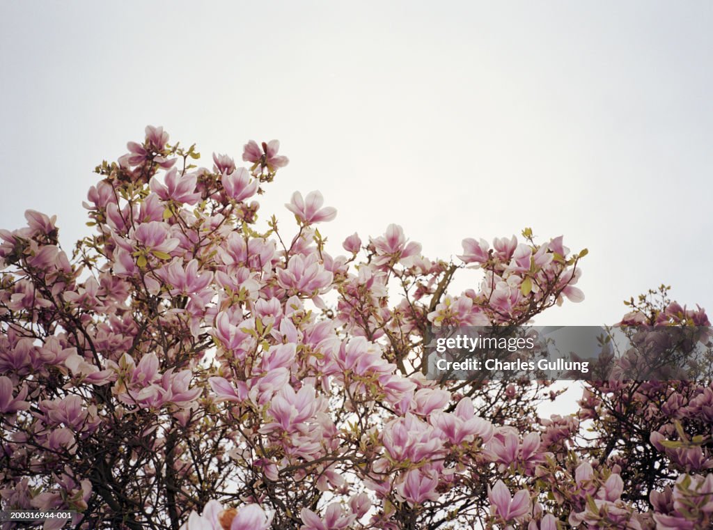 Tulip tree blossoms on tree