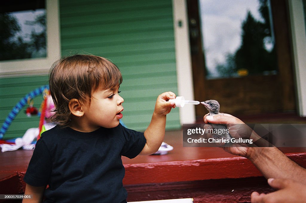 Girl (1-3) and man feeding young bird with eyedropper outside house